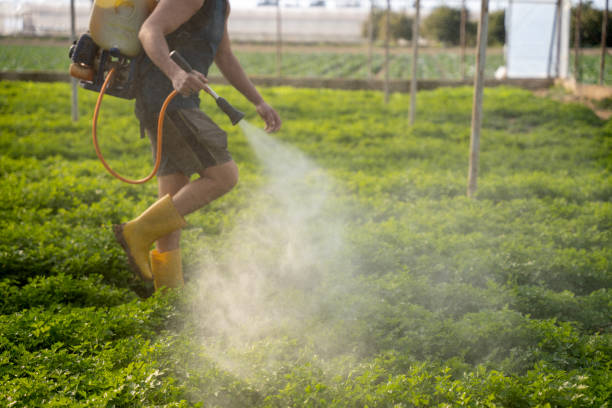 Best Local Pest Control Services  in Wye, MT