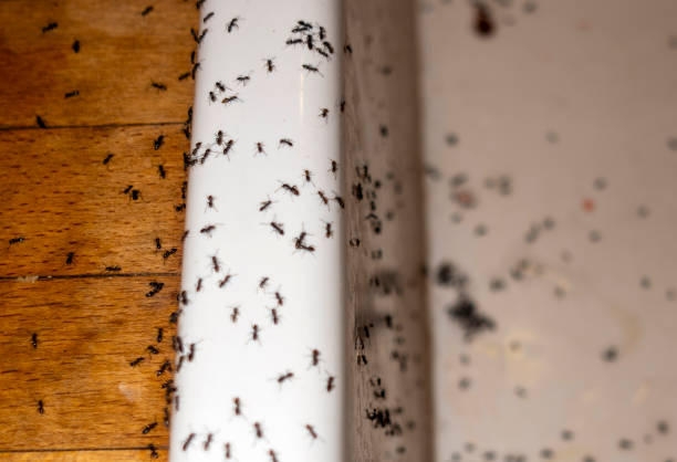 Best Insect Control  in Wye, MT
