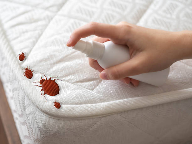 Best Affordable Pest Control Services  in Wye, MT