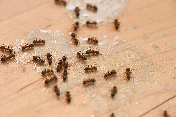 Best Residential Pest Control  in Wye, MT