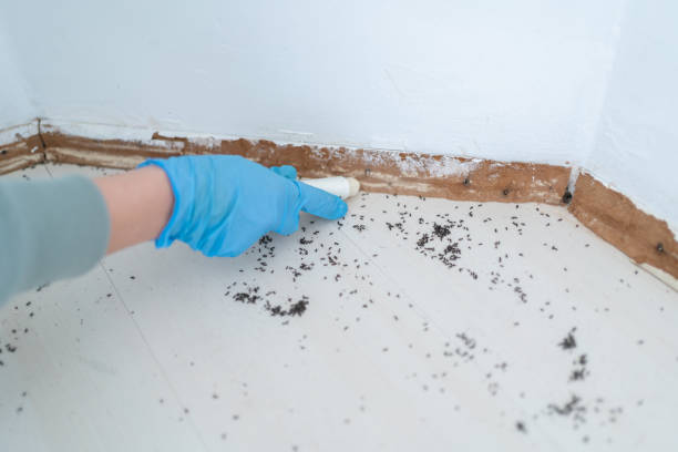 Best Cockroach Control Services  in Wye, MT